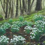 Snowdrops