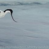 Avocet-1