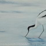 Avocet-2