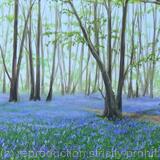 Heartwood Forest in May