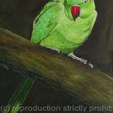 Parakeet