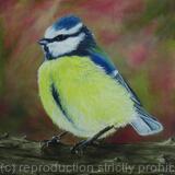 Blue Tit