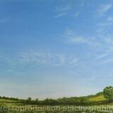 Big Skies over Heartwood Forest