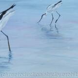 Avocets