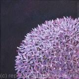Allium