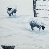 Sheep in snow