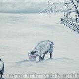 Sheep in snow-5