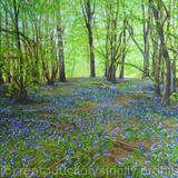 Sherradswood bluebells