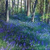 Bluebells
