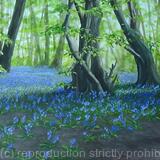 Bluebell Forest