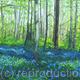 April Woods in Hertfordshire