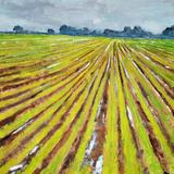 After the Harvest, Near Cossall