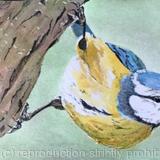 Blue tit