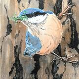 Nuthatch