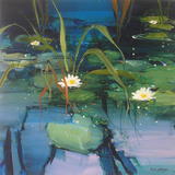 Lily Pond