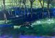 Bluebell Shadows, Eccy Woods 