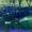 Bluebell Shadows, Eccy…