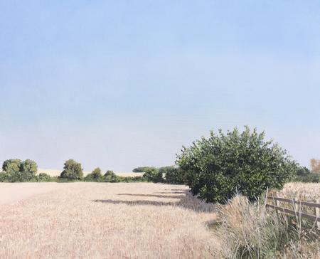 Summer Evening Landscape 