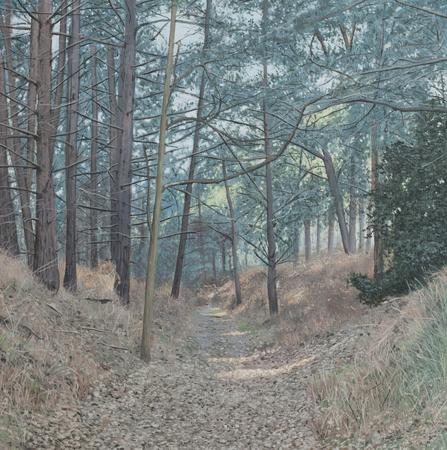 A Walk in The Forest 