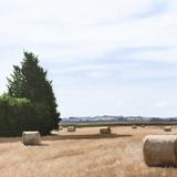 Hay Rolls, Morning Light 