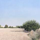 Summer Evening Landscape 