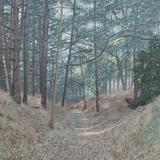 A Walk in The Forest 