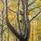 Autumn Forest Painting 