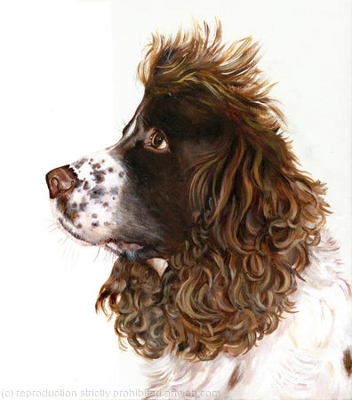 Spaniel