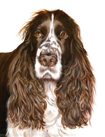 Spaniel