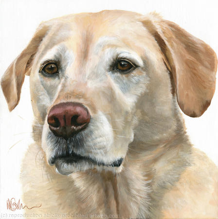 Pale Labrador