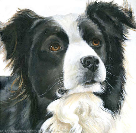 Collie