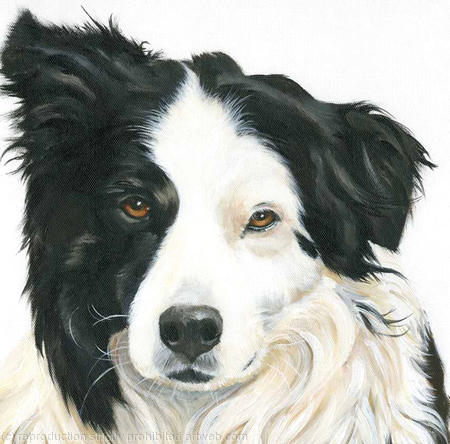 Collie dog