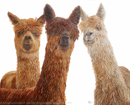 Alpacas