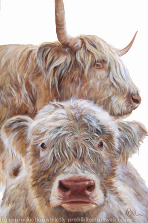 Highland cow and calf