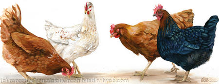 Black Rock pecking order