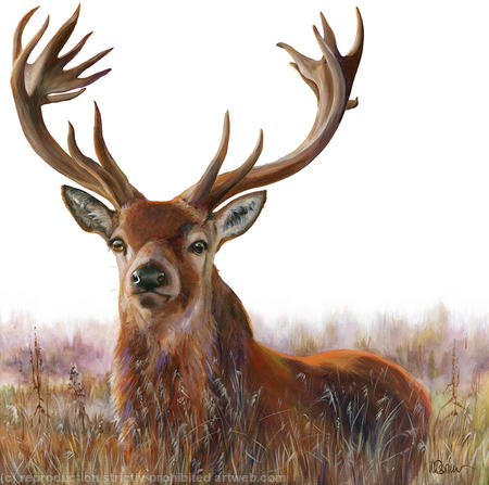 Stag in grass