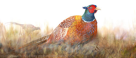 pheasant