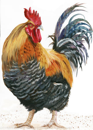 Colourful Cockerel