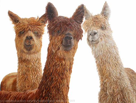 Alpacas