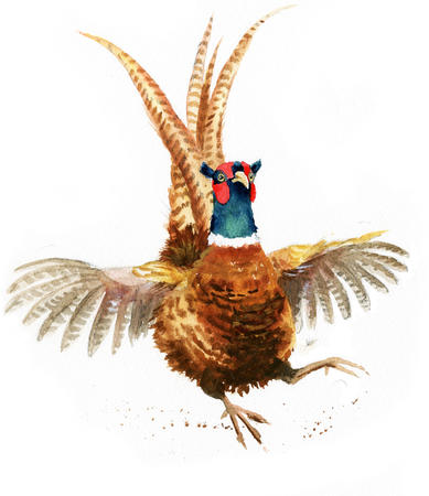 Dancing Pheasant