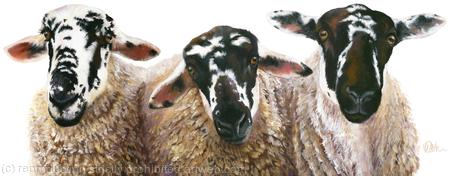 Three Gritstone Sheep