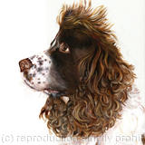 Spaniel