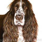 Spaniel