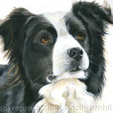 Collie