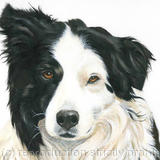 Collie dog