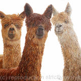 Alpacas