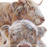 Highland cow and calf