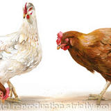 Black Rock pecking order