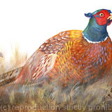 pheasant