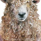 Devon and Cornwall Longwool